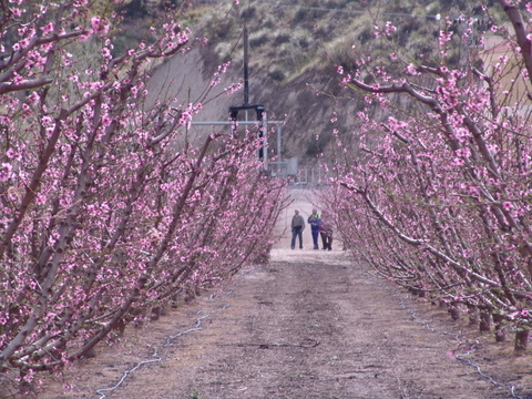 Six places to see cherry, peach, and almond blossoms in Catalonia