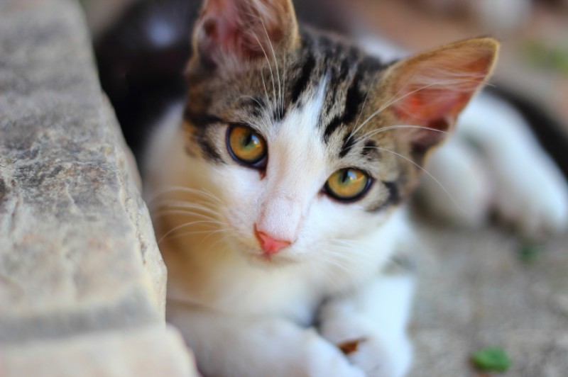 Diseases which can affect cats in the Region of Murcia