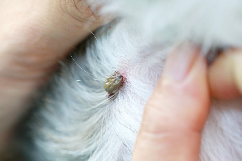 Ticks and canine ehrlichiosis, threats to the health of dogs in Spain