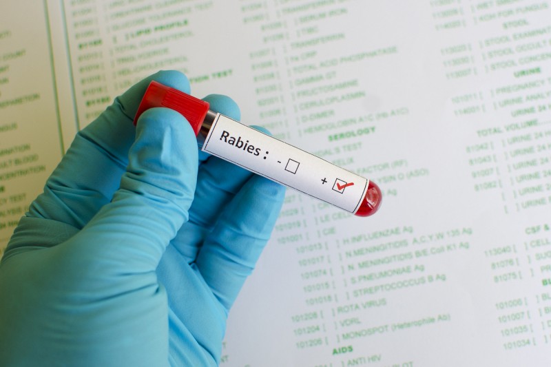 Rabies: dogs in Murcia must be vaccinated against this killer disease