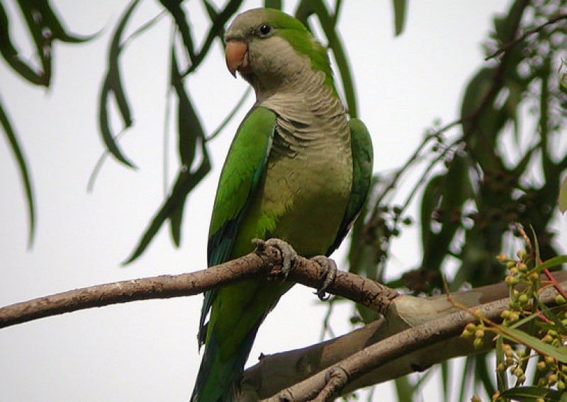 <span style='color:#780948'>ARCHIVED</span> - Madrid declares war on Argentinian monk parakeets