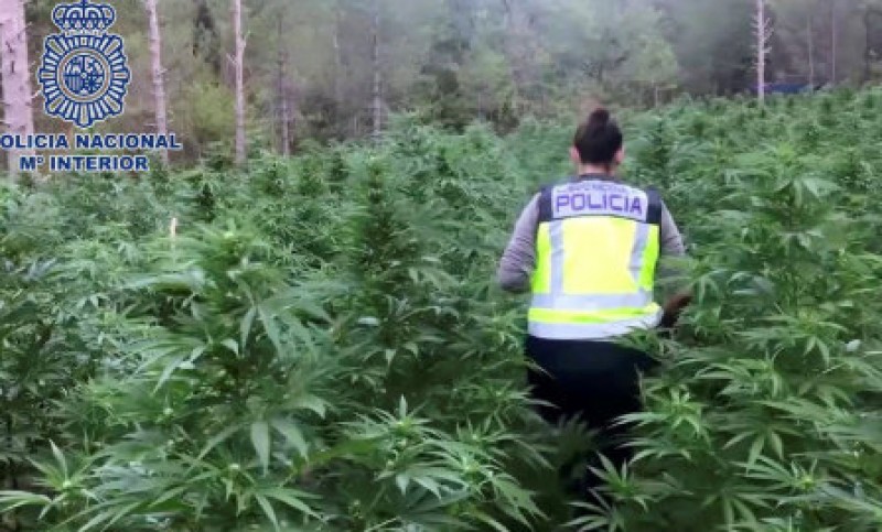 <span style='color:#780948'>ARCHIVED</span> - Massive Colombian-style marijuana plantation found in the forests of Aragón