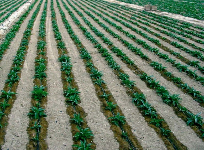 <span style='color:#780948'>ARCHIVED</span> - Outrage among Murcia farmers as the Spanish government denies them water