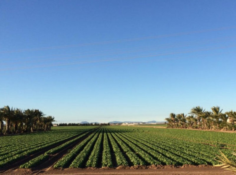 <span style='color:#780948'>ARCHIVED</span> - Outrage among Murcia farmers as the Spanish government denies them water
