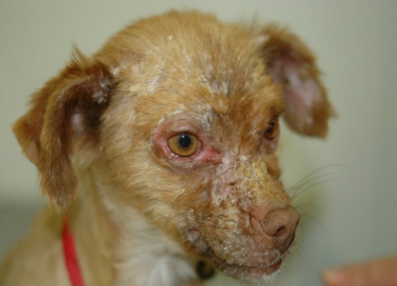Murcia Today - Get Your Dog Vaccinated Against Leishmaniasis If You Live In  Spain