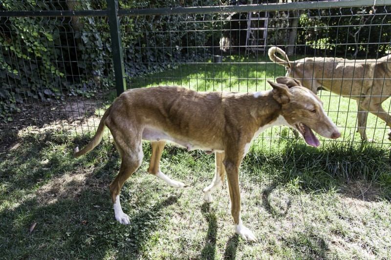 Get your dog vaccinated against Leishmaniasis if you live in Spain