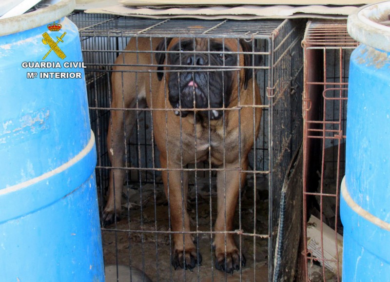 Murcia Today - Investigation Into Mazarrón Kennels Discovered Shocking  Neglect