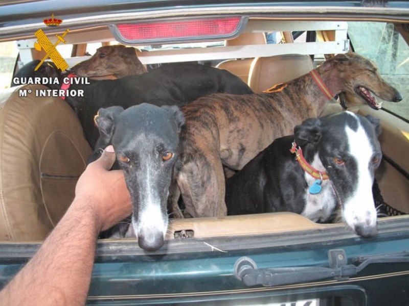 is the greyhound legal in spain