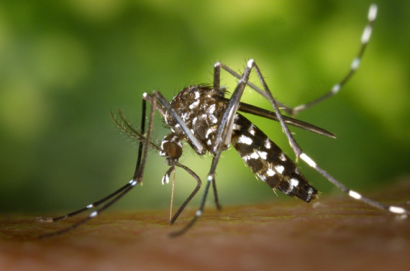 <span style='color:#780948'>ARCHIVED</span> - Regional surveillance program finds no tiger mosquitos in Mazarrón