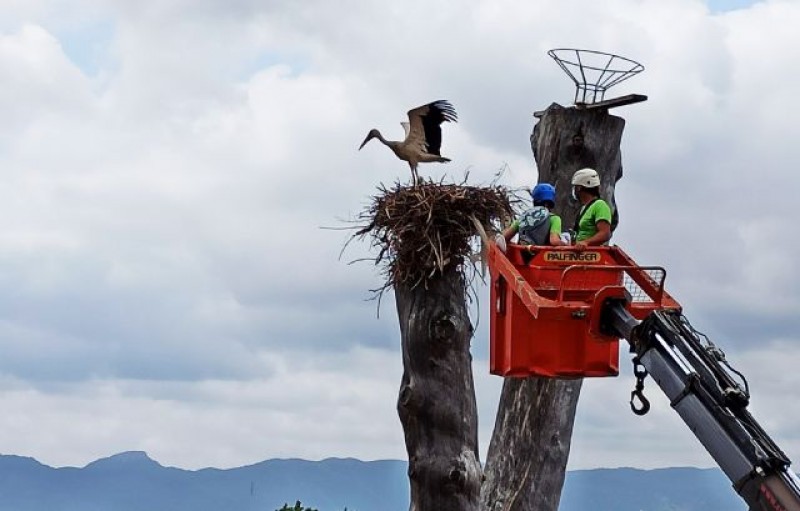 Murcia Today - Terra Natura Murcia Places Tracking Bands On 5 Baby Storks