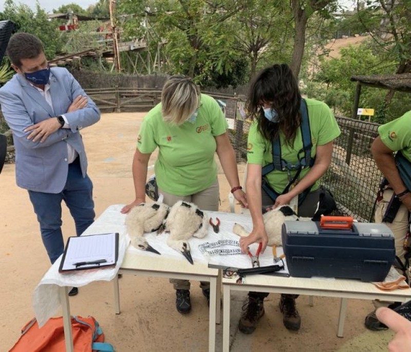 Murcia Today - Terra Natura Murcia Places Tracking Bands On 5 Baby Storks