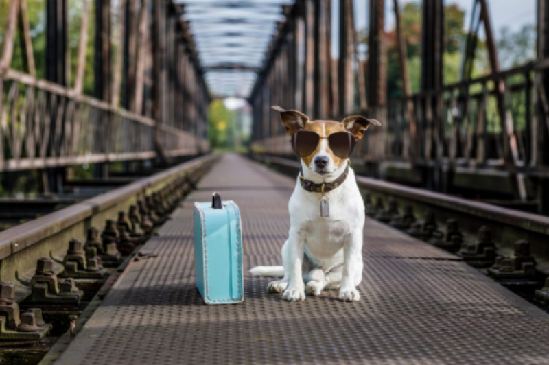 <span style='color:#780948'>ARCHIVED</span> - Animal ID to be introduced in Spain next year