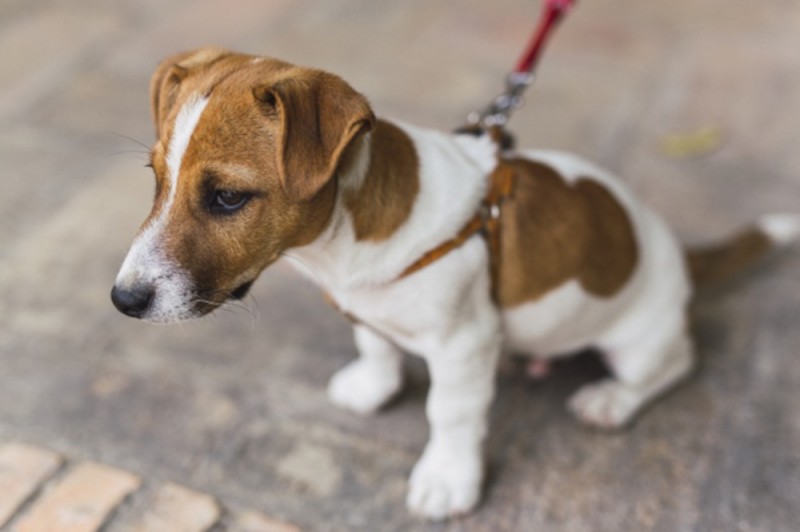 <span style='color:#780948'>ARCHIVED</span> - Doggy Day in Los Alcázares: November 21
