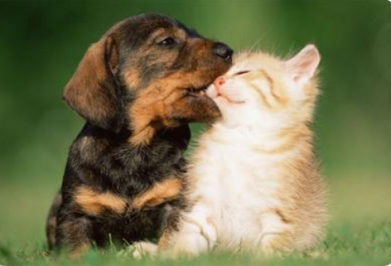 Mandatory Pet ID comes into force in Spain