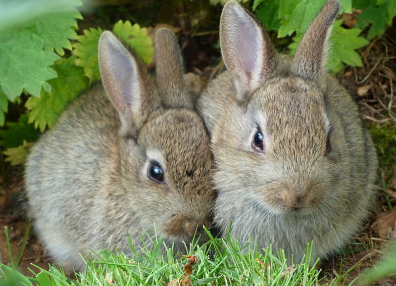 <span style='color:#780948'>ARCHIVED</span> - The rabbit paradox in Spain: an agricultural pest in danger of extinction