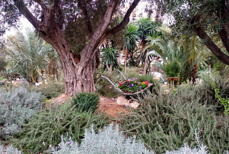 <span style='color:#780948'>ARCHIVED</span> - Free weekday morning group visits to the botanical garden of Mazarron