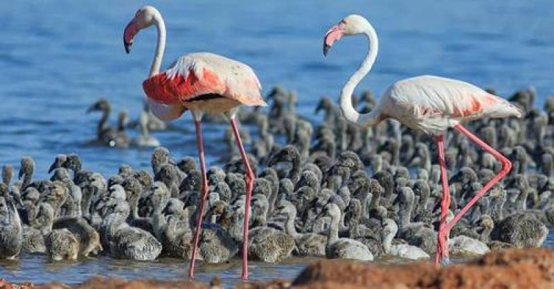 Murcia Today - Hundreds Of Mating Flamingos Flock To Torrevieja Pink Lagoon