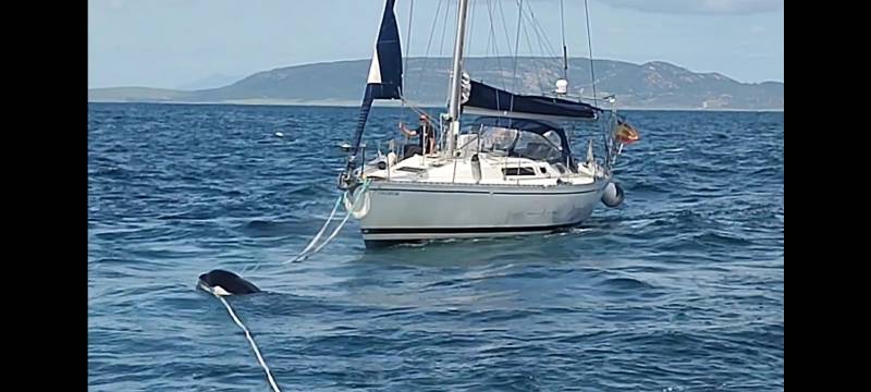 Spanish sailors reveal what you should do if you meet a killer whale on the water