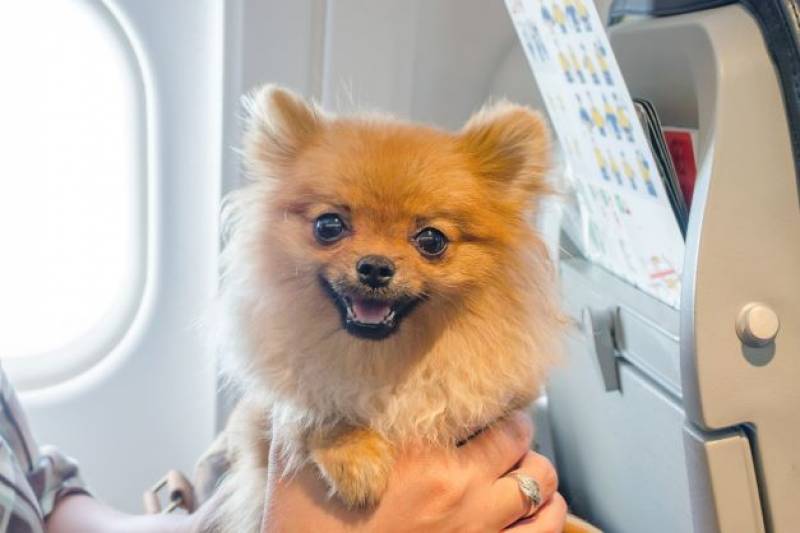 These are the requirements for flying with your pets in Spain