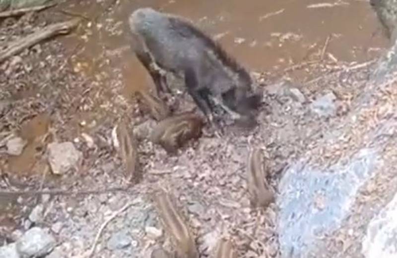 Murcia Today - The Adorable Video That Shows Cute Wild Boar Babies In  Murcia Jumping Into A Pool To Cool Off