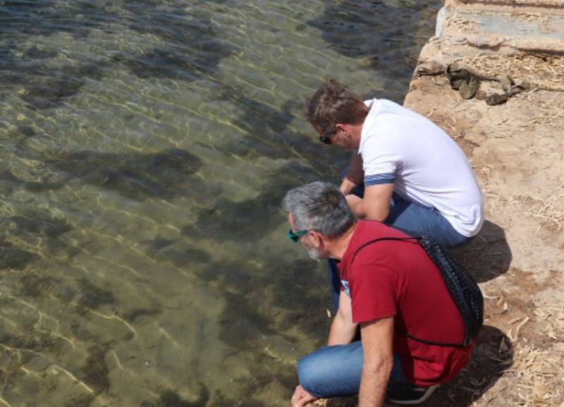 <span style='color:#780948'>ARCHIVED</span> - 5 kilos of dead fish wash up on Mar Menor shore