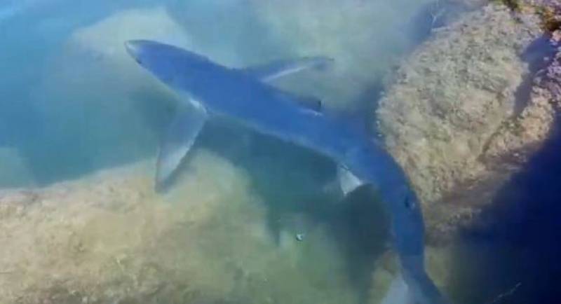 <span style='color:#780948'>ARCHIVED</span> - Second shark scare in a week in Ibiza