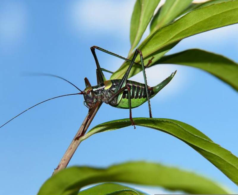 <span style='color:#780948'>ARCHIVED</span> - How to tell the temperature in Spain from the song of the crickets
