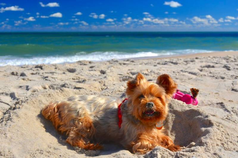 <span style='color:#780948'>ARCHIVED</span> - Cartagena opens two more dog-friendly beaches