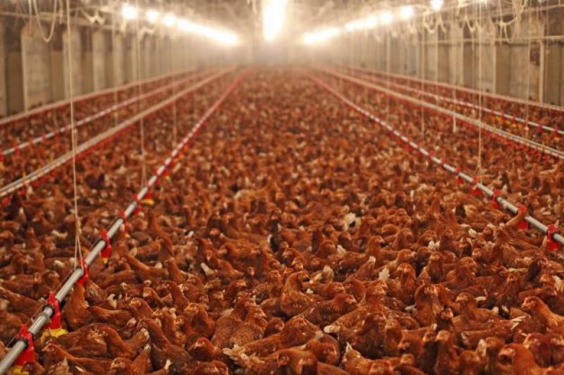 <span style='color:#780948'>ARCHIVED</span> - Could Spain be heading for a chicken shortage this autumn?