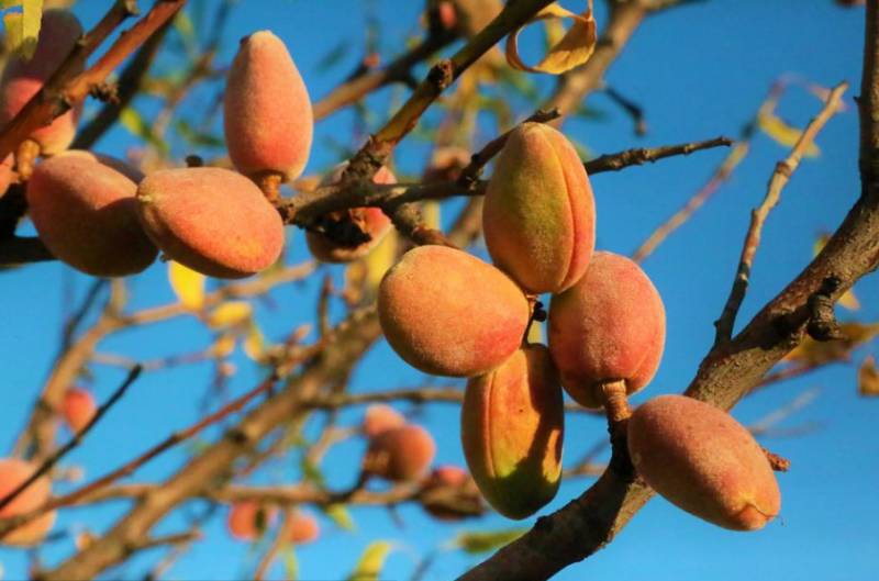 <span style='color:#780948'>ARCHIVED</span> - The Lorca almond at serious risk due to drought