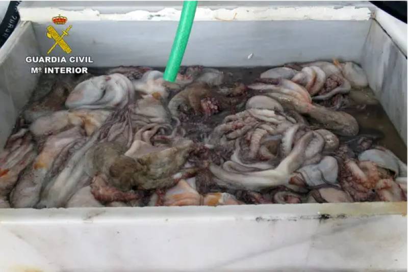 <span style='color:#780948'>ARCHIVED</span> - 20 kilos of octopus seized in Mazarron to be donated to charity