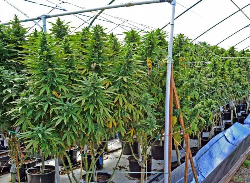 Chinese drug gang jailed for running cannabis farm in Alicante, Spain and exporting it to the UK