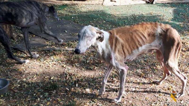 Dogs at Almeria animal shelter crawling with parasites and dangerously malnourished