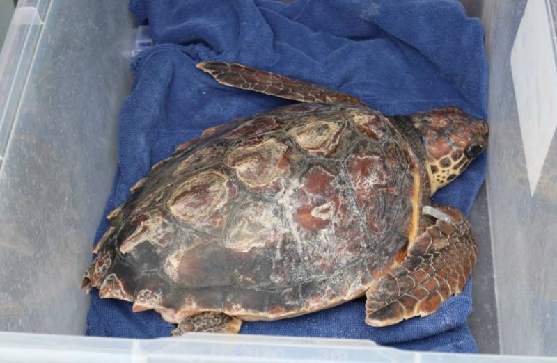 Murcia Today - Rescued Loggerhead Turtle Set Free In Bolnuevo