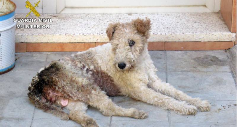 Neglected dog left outside to die by Murcia owner