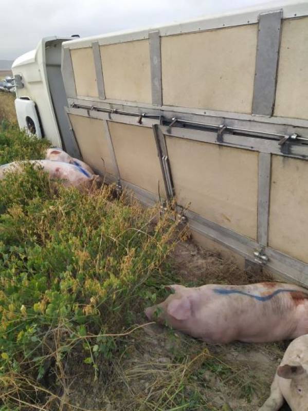 <span style='color:#780948'>ARCHIVED</span> - Lorry loaded with pigs overturns in Lorca