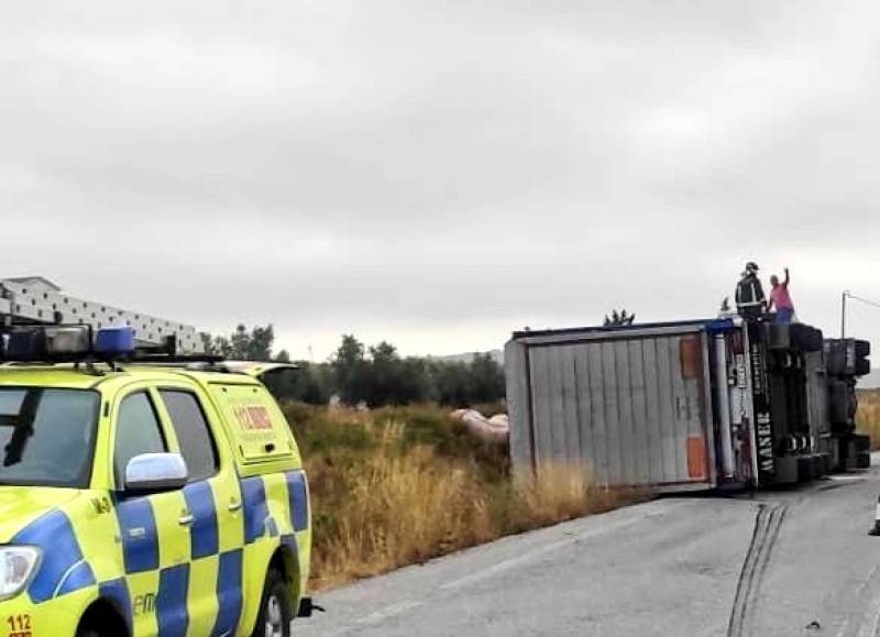 <span style='color:#780948'>ARCHIVED</span> - Lorry loaded with pigs overturns in Lorca