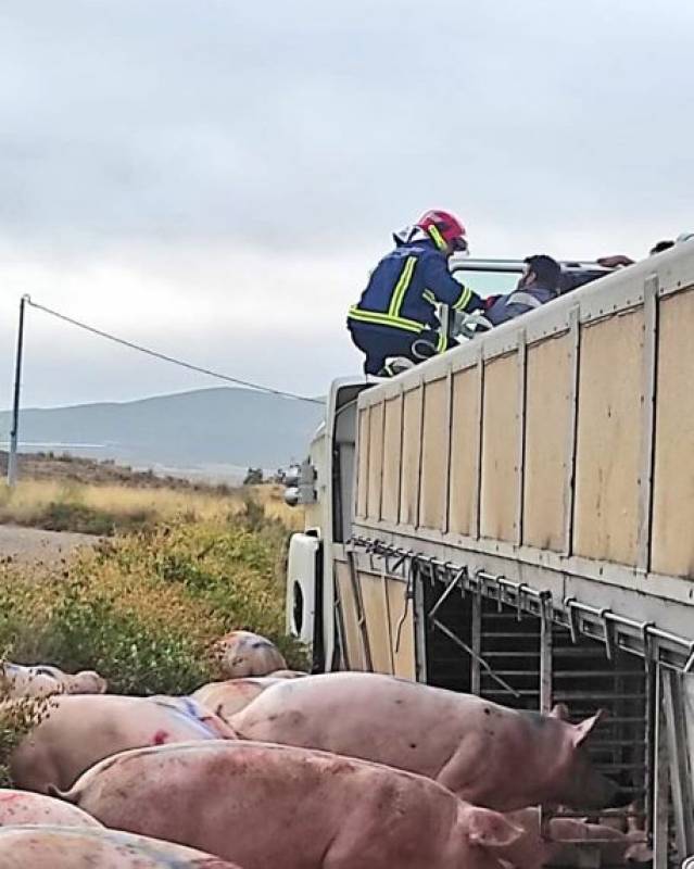 <span style='color:#780948'>ARCHIVED</span> - Lorry loaded with pigs overturns in Lorca