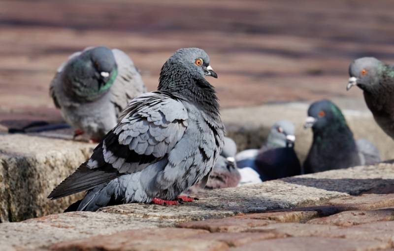 Bird flu threat prompts Gibraltar to consider mass culling of chickens and pigeons