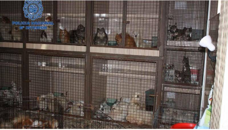 <span style='color:#780948'>ARCHIVED</span> - Hundreds of animals rescued from dire conditions in illegal Murcia puppy farm
