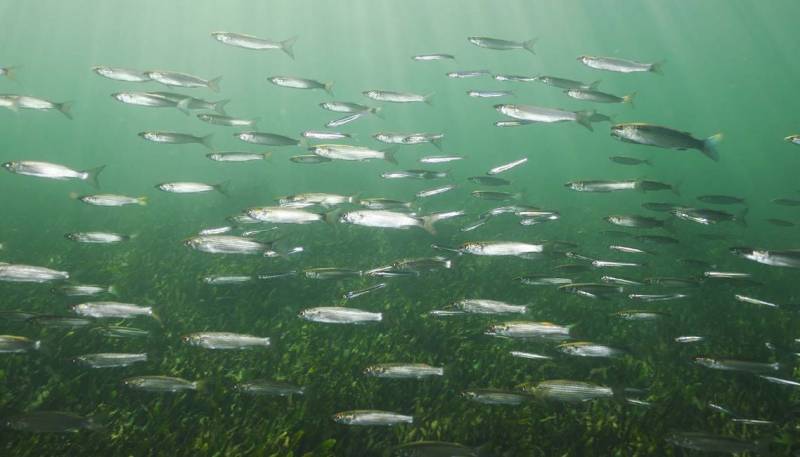 <span style='color:#780948'>ARCHIVED</span> - 50 million euros earmarked to help the Mar Menor ecosystem were spent in Seville