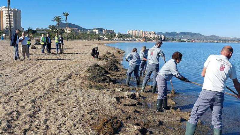 <span style='color:#780948'>ARCHIVED</span> - 100 people will work 7 days a week this summer to keep the Mar Menor clean