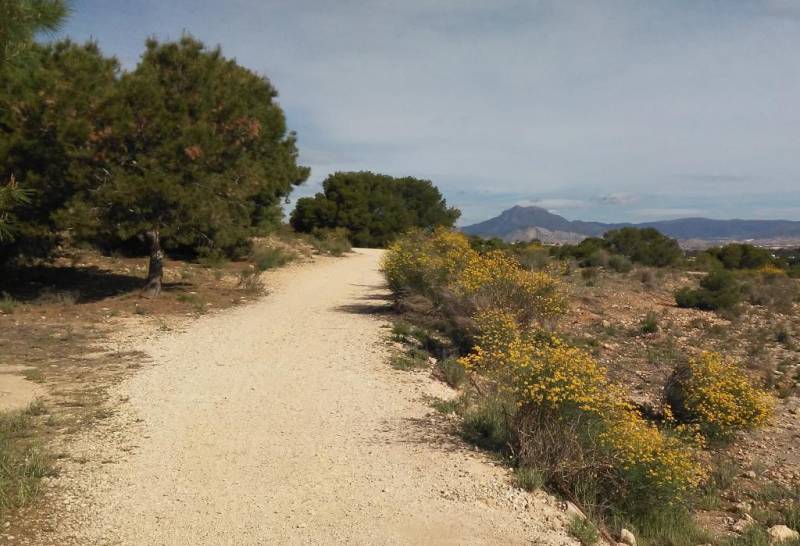 April to June Spring Paths: six free routes to discover the best landscapes in Alicante city