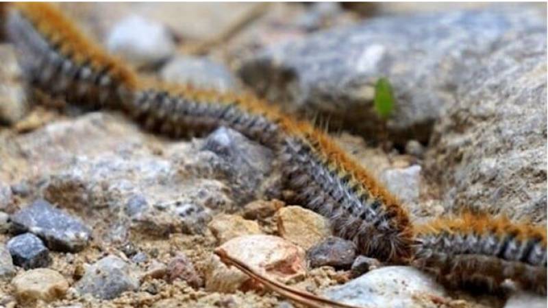 <span style='color:#780948'>ARCHIVED</span> - Andalucia acts against the threat of pine processionary caterpillars