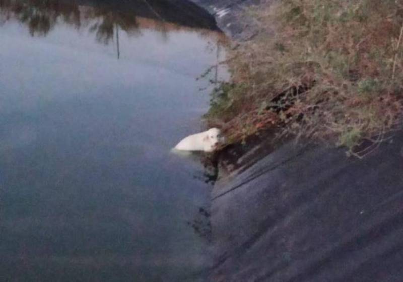 <span style='color:#780948'>ARCHIVED</span> - Alhama police rescue three dogs from drowning in irrigation canal