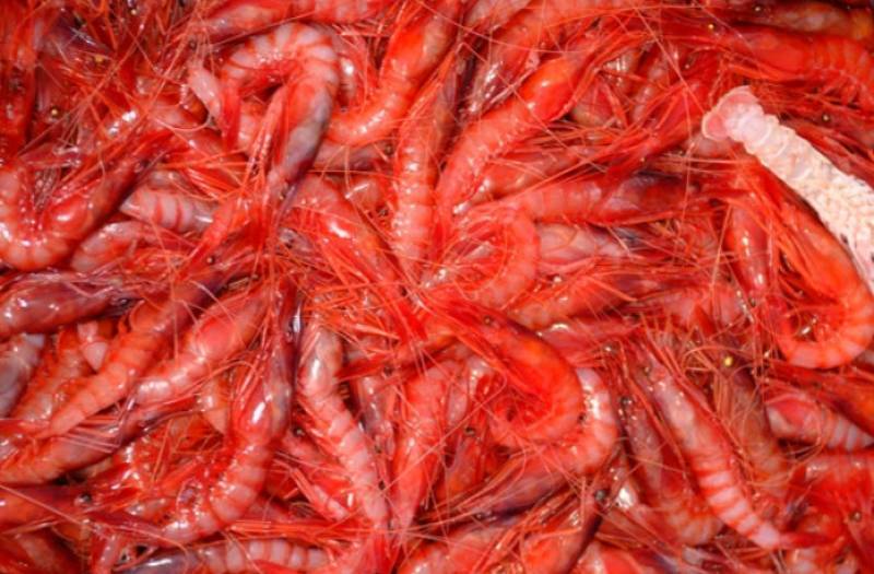 <span style='color:#780948'>ARCHIVED</span> - April 20 to 30 Red Prawn Gastronomic Festival in Aguilas