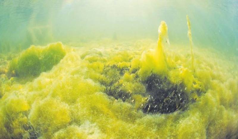 Oyster beds planted in San Pedro to filter the Mar Menor