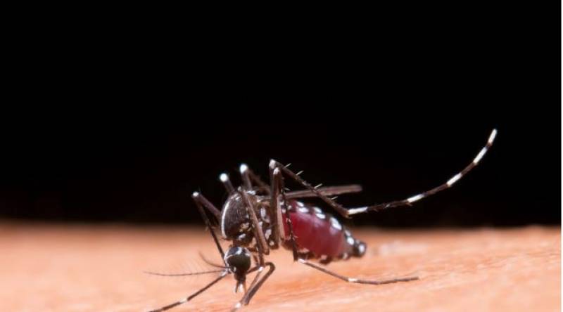 New study reveals how you can repel mosquitoes this summer