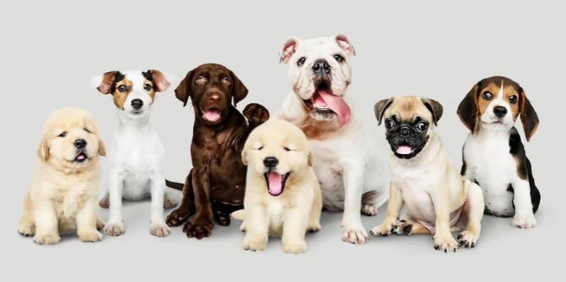 Dog insurance mandatory in Spain from next month