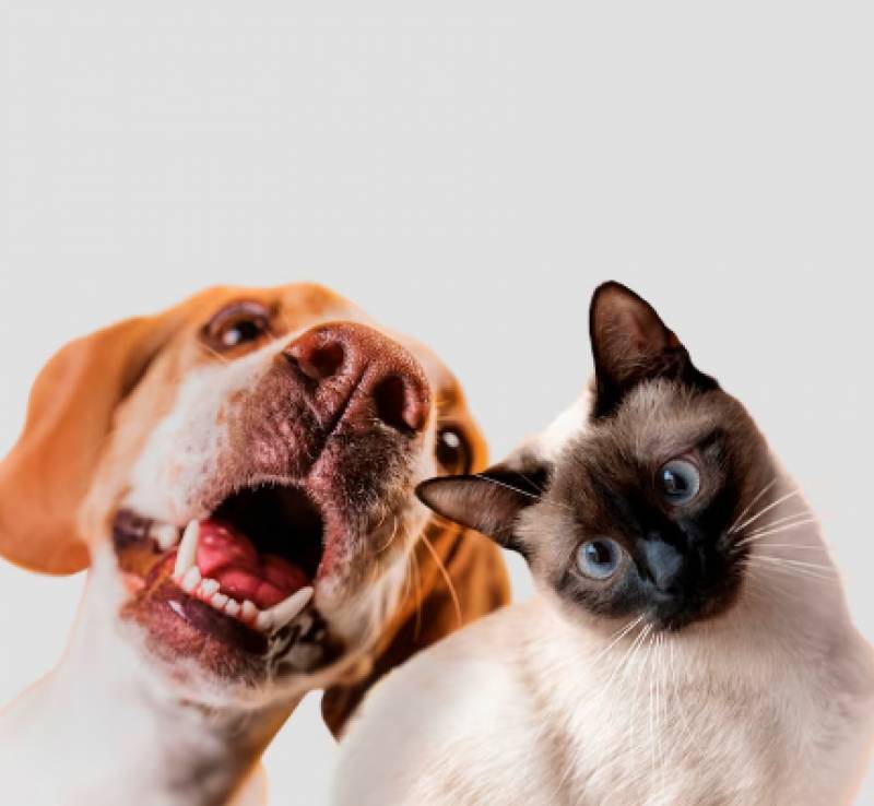 10 key changes to the Animal Protection Law in Spain from September